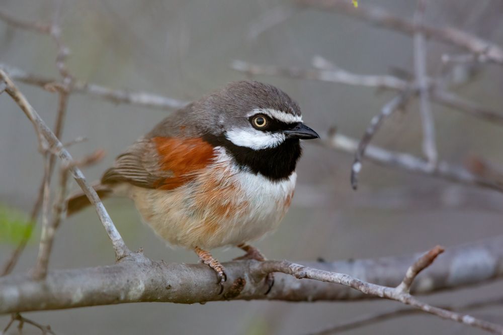 Red-shouldered Vanga