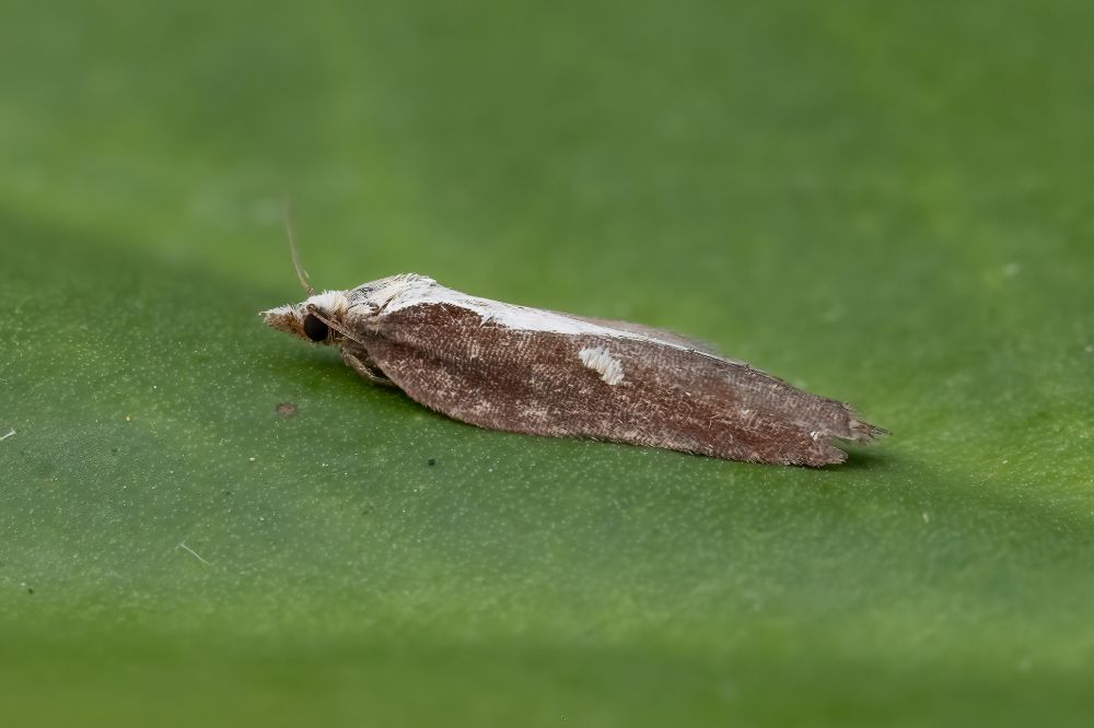 Acleris cristana again, this view shows the raised scale tufts and concave forewing well