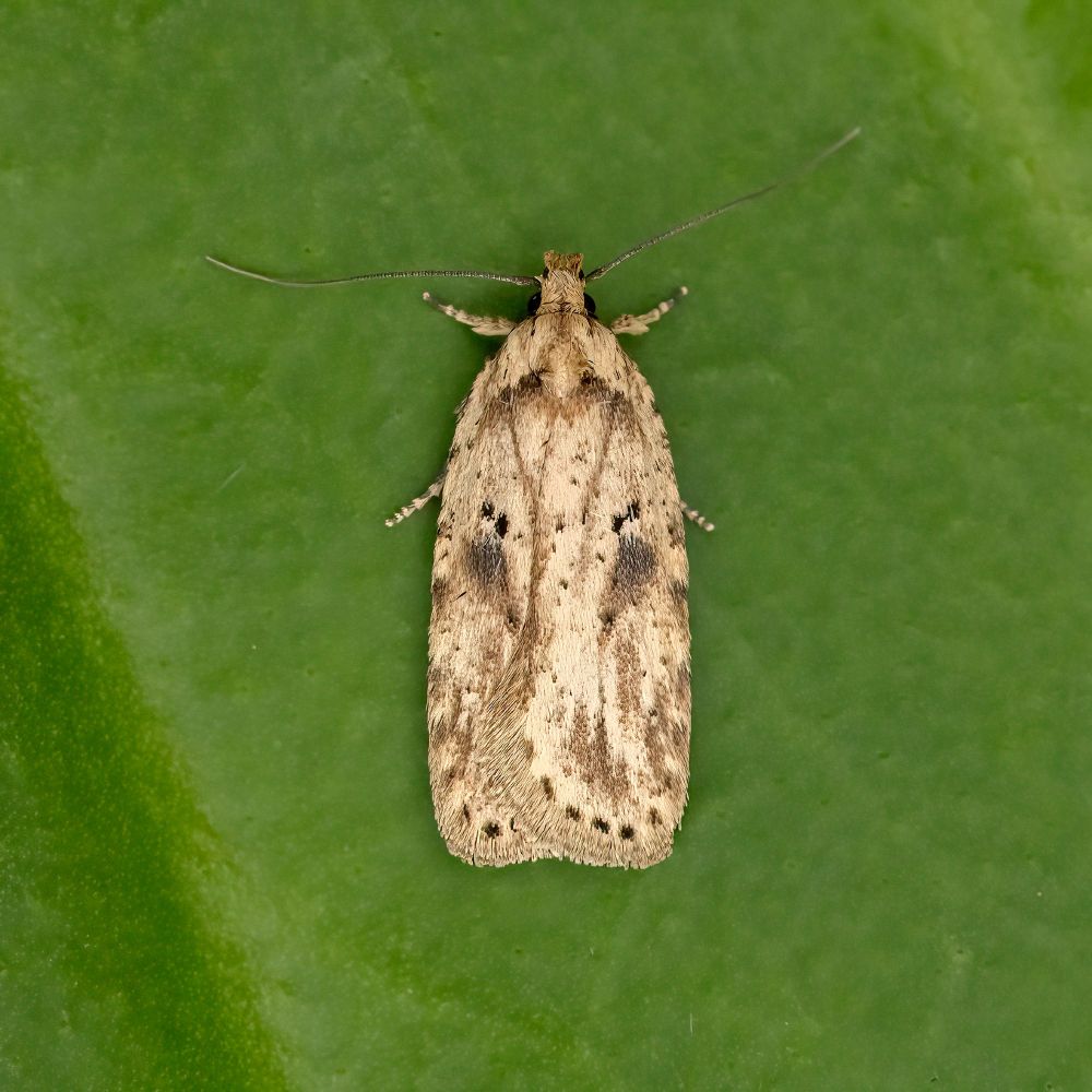 Agonopterix arenella NFY