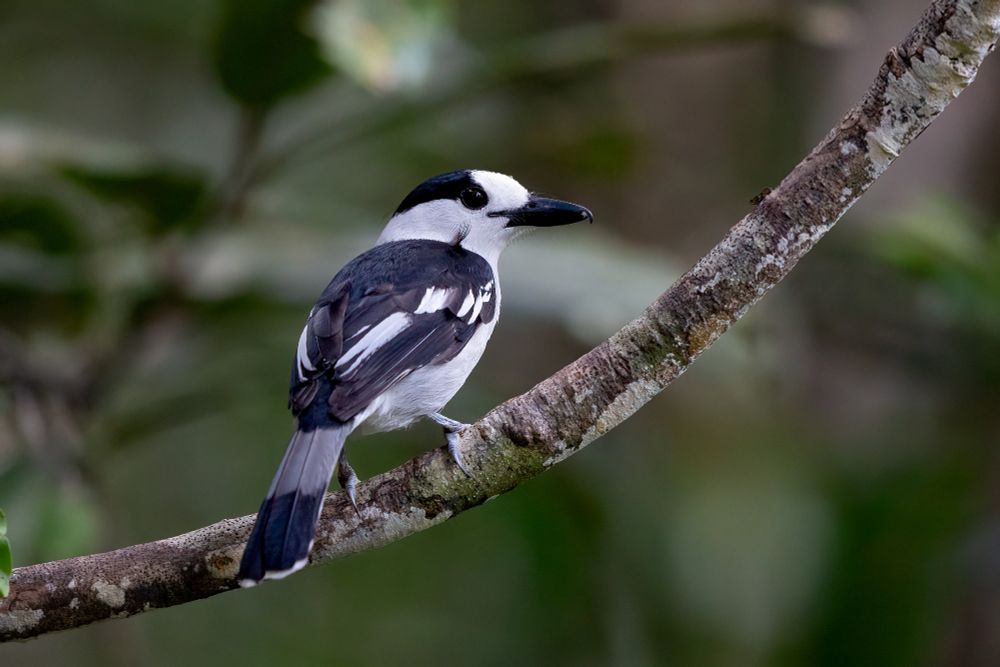Hook-billed Vanga