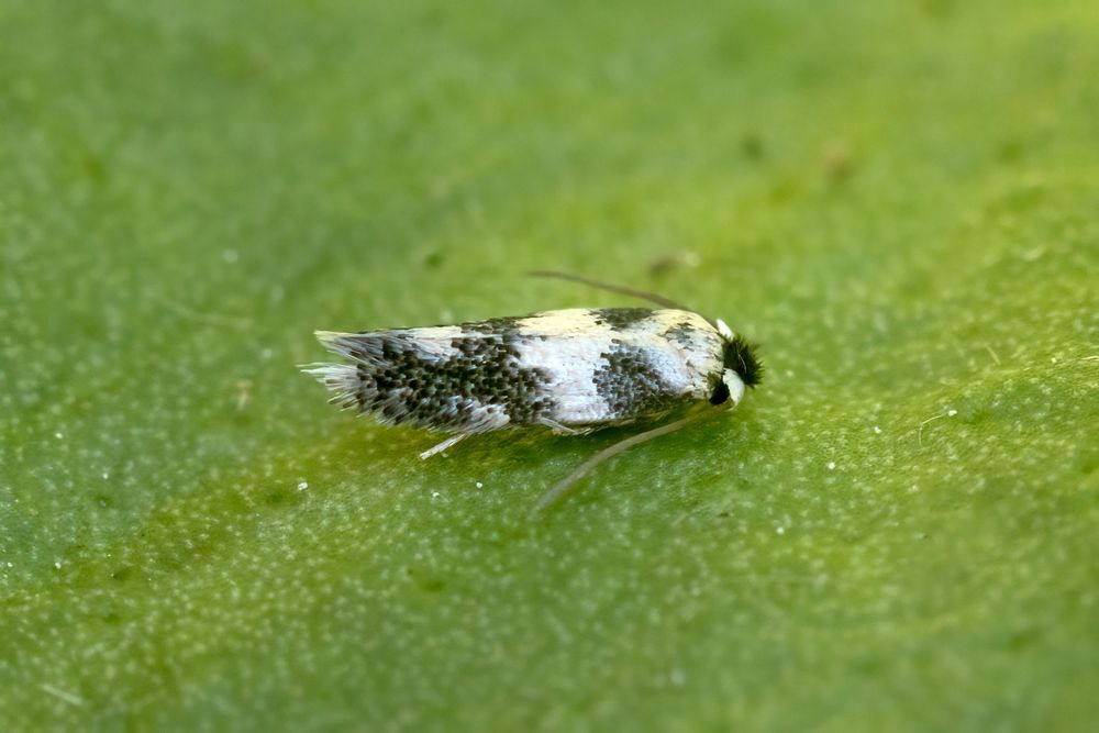 Etainia decentella, 8th garden record (of 11 individuals)