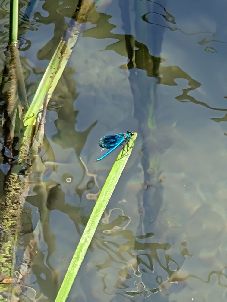 Prachtflügellibelle am Ende eines Wasserplanzenstängels lauert über einem kleinen Fliessgewässer auf Beute. 