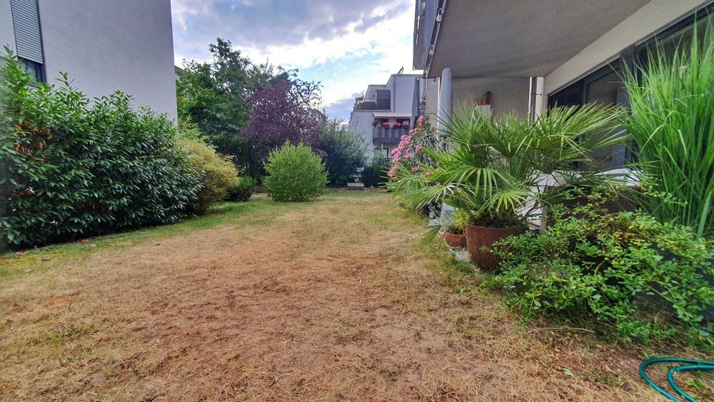 Photo of my garden. The meadow is almost completely burnt brown. Shrubs and trees are also beginning to suffer.