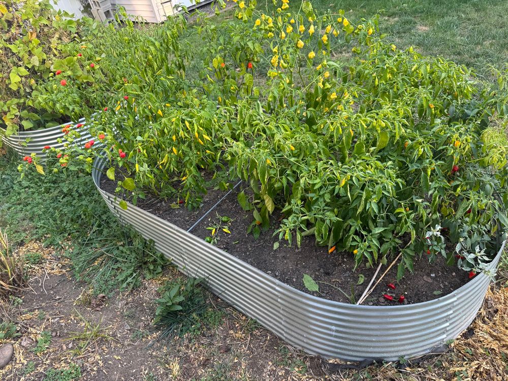 pepper raised bed garden 