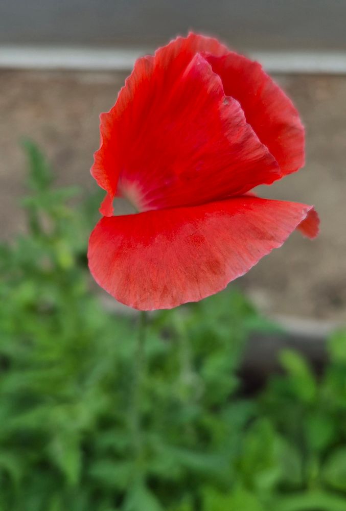 a partly open red poppy against a background of mud and greenery