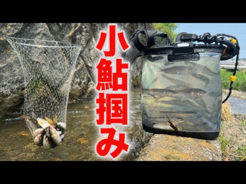 釣りより楽しい小鮎掴みを始めましょう！ #小鮎 #琵琶湖 #ガサガサ