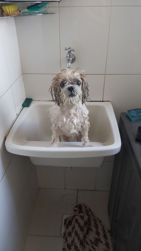 bella meio traumatizada ensopada de agua