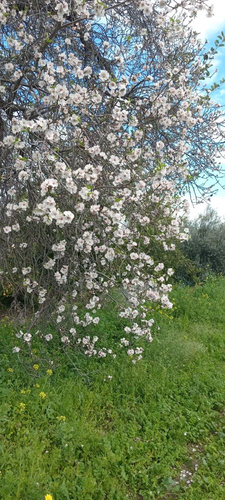 White almond blossoms. Below is green grass and little yellow flowers.