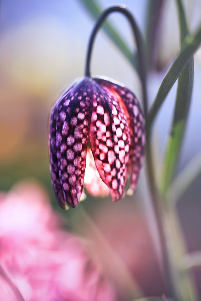 Eine Schachbrettblume in Nahaufnahme. Sie leuchtet in der Sonne, weshalb sie ein wenig wie eine Laterne aussieht. Ringsherum ist rosa-grün-blaues Bokeh.
