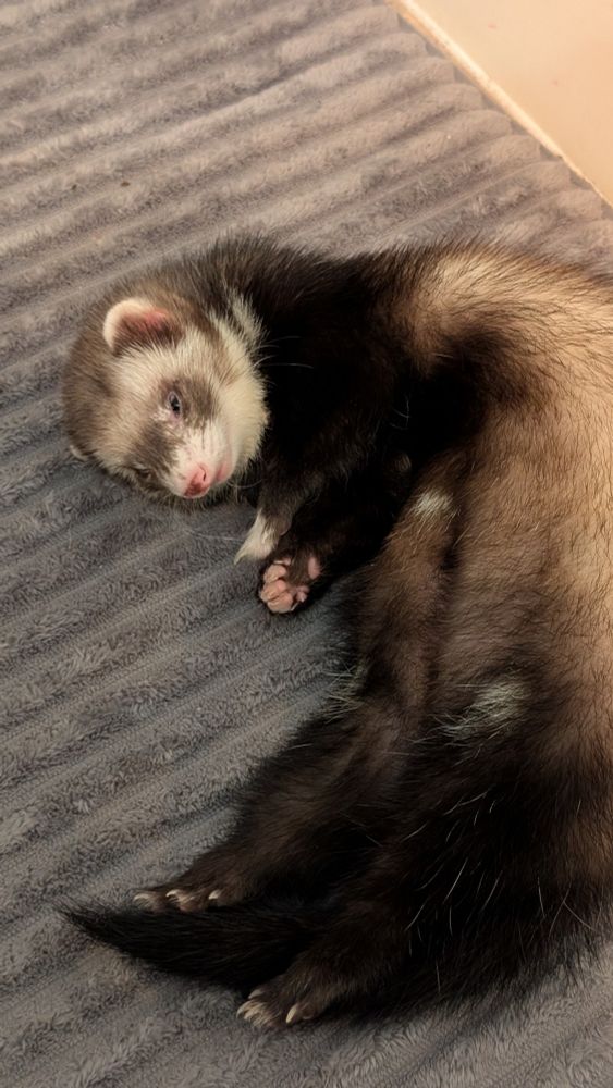 A brown and white ferret is flopped sideways on a gray bathroom rug with her eyes partly open.