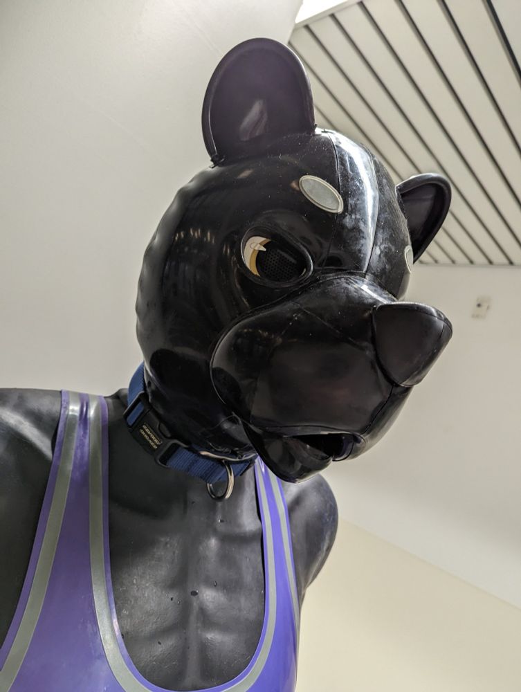 Close-up dutch angle shot of Carson, sporting a black silicone bodysuit, a purple & gray rubber tank top, a blue collar, and a rubber bear hood from Kariwanz.