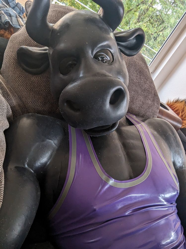 Selfie of me wearing a full body black silicone muscle suit, a silicone cow mask with a blank rubber hood layered underneath, and wearing a purple rubber tank top over all of it, lounging on a couch & looking longingly at the camera.