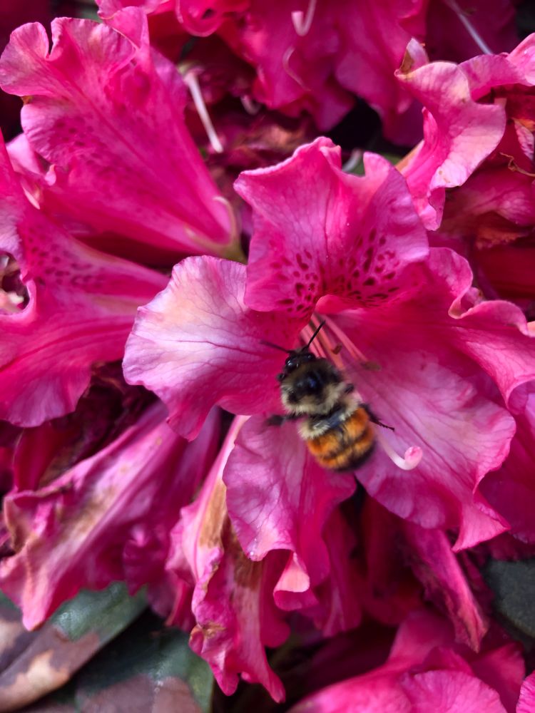 Orange, black and yellow bumblebee on bright pink azalea