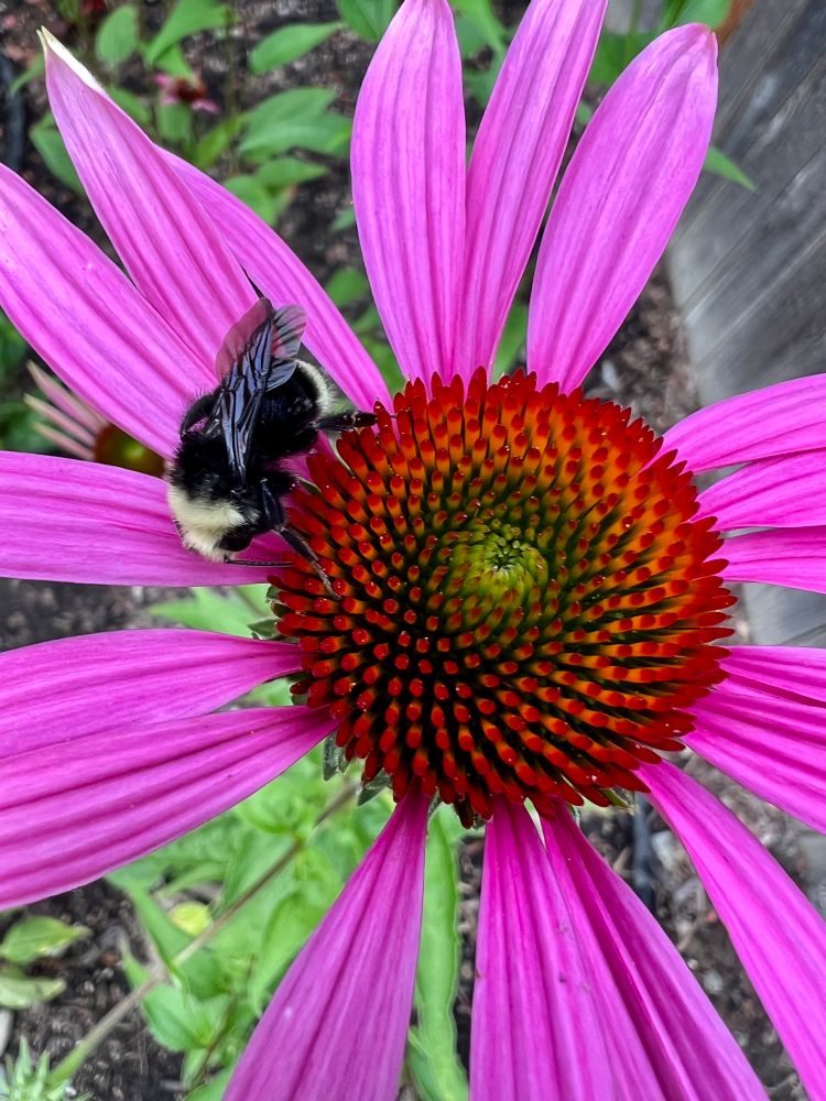 Black and yellow bumblebee on a purple echinacea flower