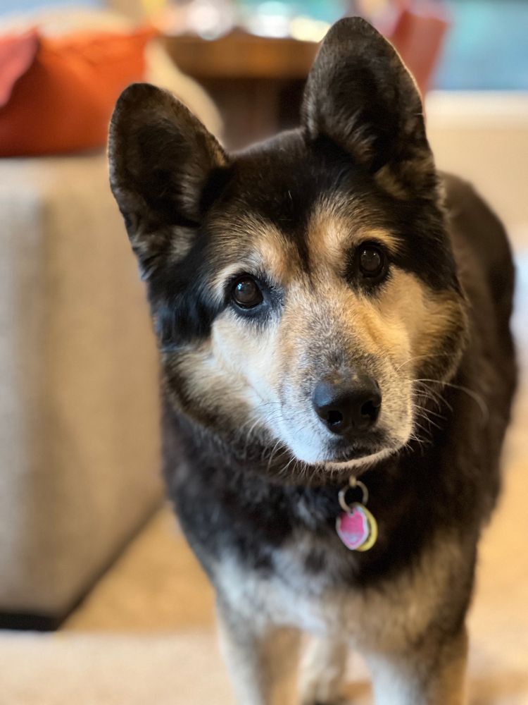 Fluffy brown and black husky mix, looking curiously into the camera. 
