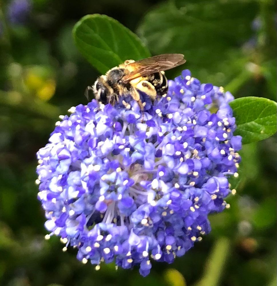 Honeybee on ceanothus flower