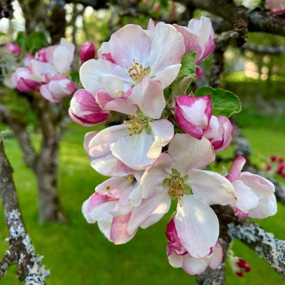 Apple tree with white/pink blooms 