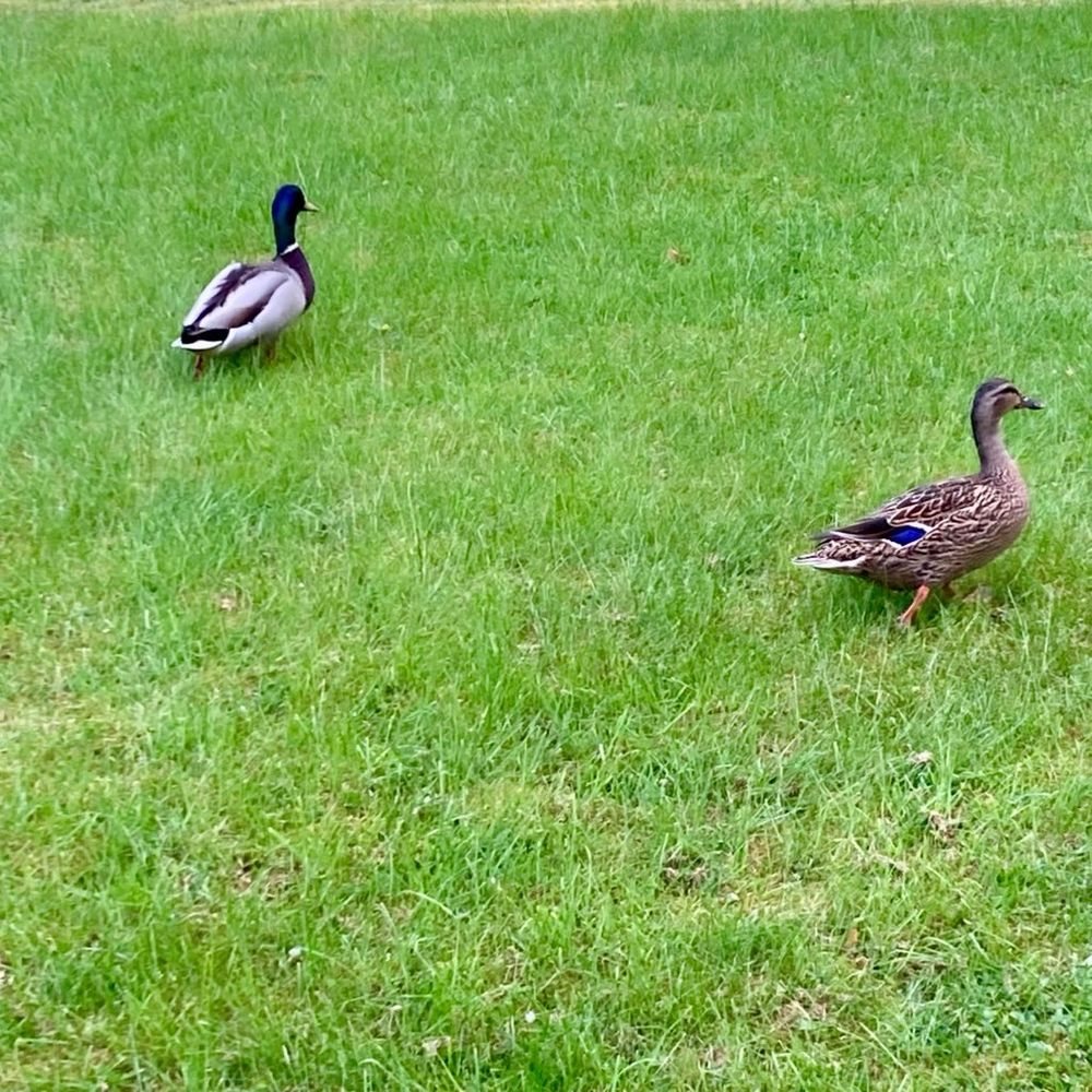Two ducks walking in grass 
