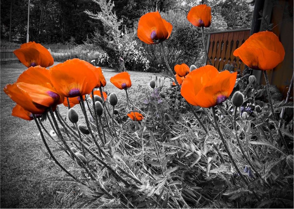 A picture in grayscale with colored red poppies in the foreground 