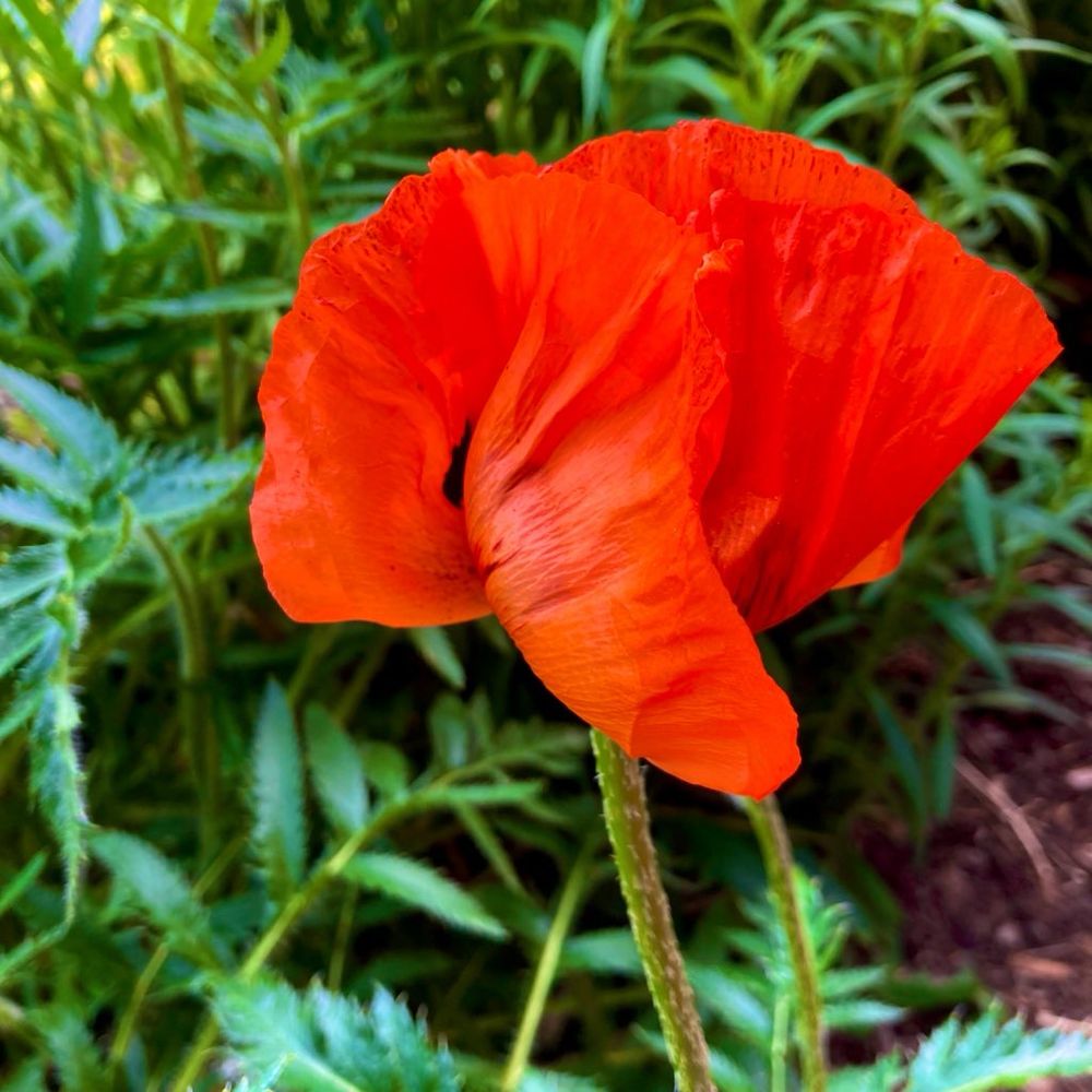 A picture of a red poppy that is blooming 