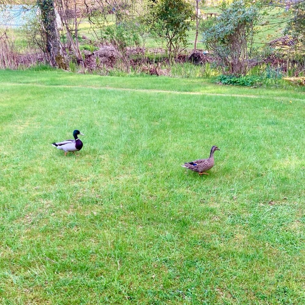 Two ducks walking over a garden 