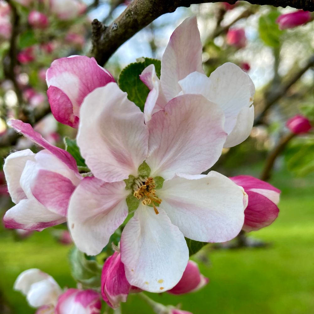 Apple tree with white/pink blooms 