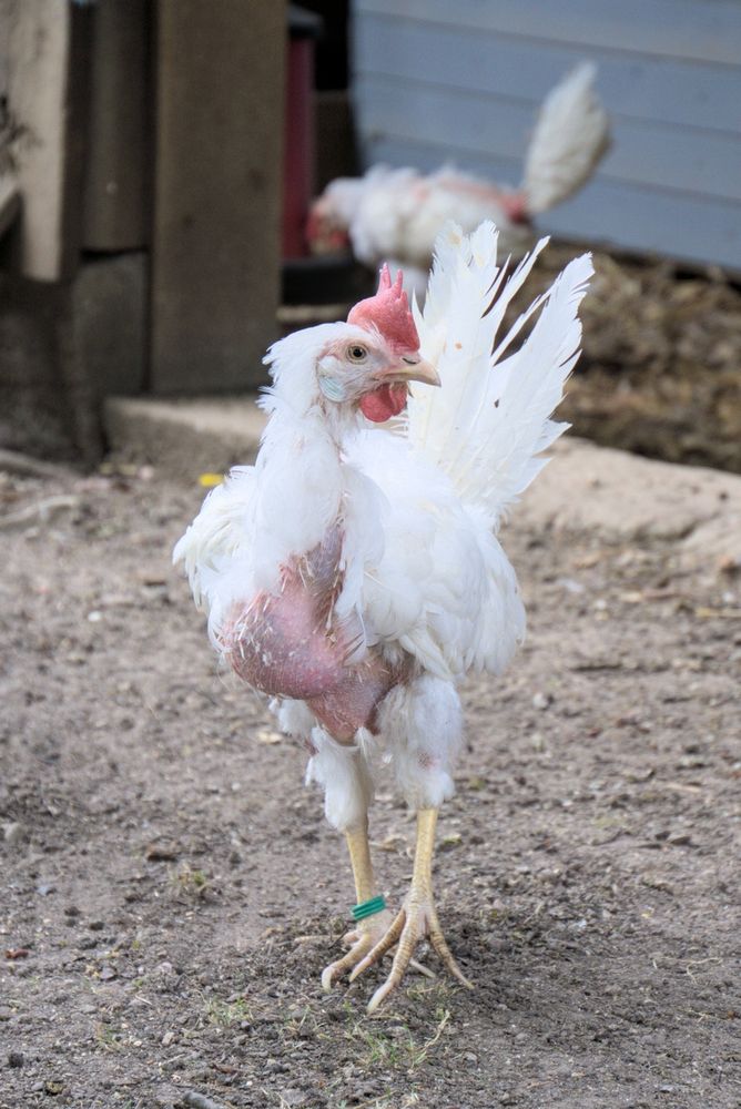 Eine Legehenne mit spärlichen Federn, nacktem, krank aussehenden Bauch steht auf einem Hof.