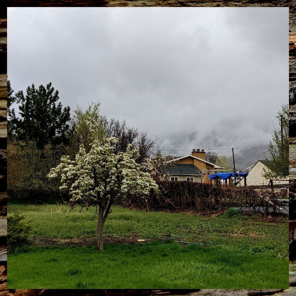 pear tree blossoming in a backyard with a cloud enrobed mountain in the background