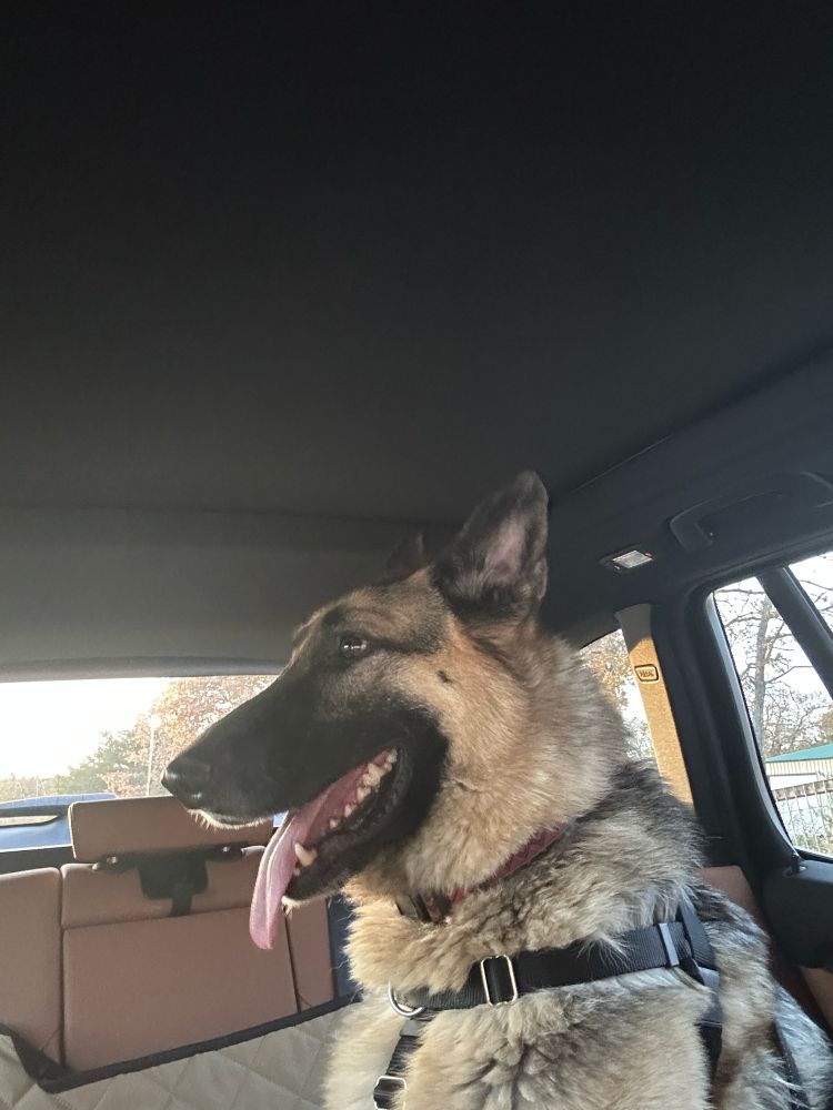 A German shepherd is in the backseat of a car. 