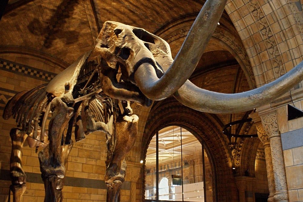 A photo of a mounted mastodon fossil, an ancient relative of mammoths and elephaants, in a museum setting. It has dark bones and poses a tall, intimidating figure over the viewer, with long, slightly curving tusks.