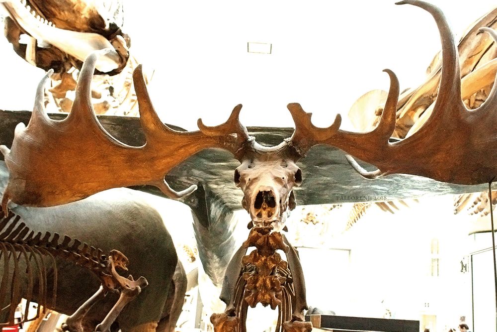 The same fossil from the front, showing its impressive span of antlers, around 12 feet wide.