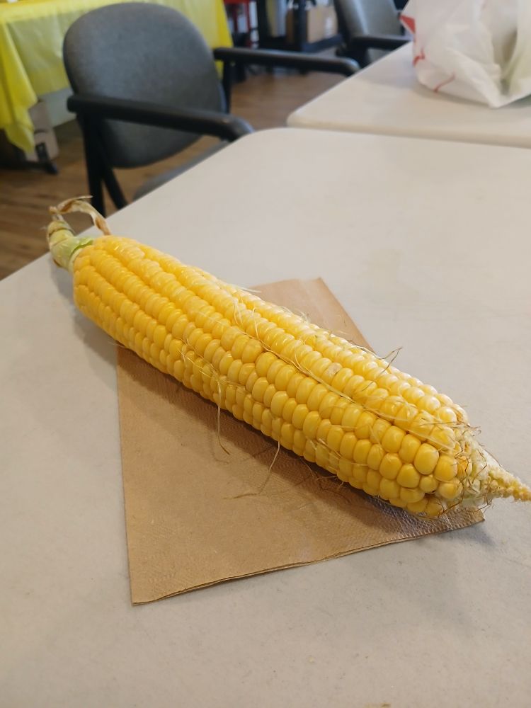 Yellow corn from children's garden in New Orleans,  LA. It's a foot long.