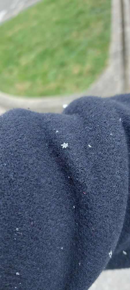 Photo d'un pur flocon brestois sur un bras ariégeois.