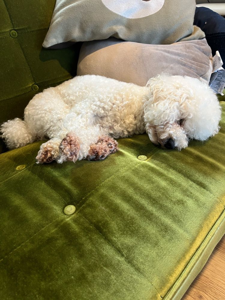 爆睡トイプードル