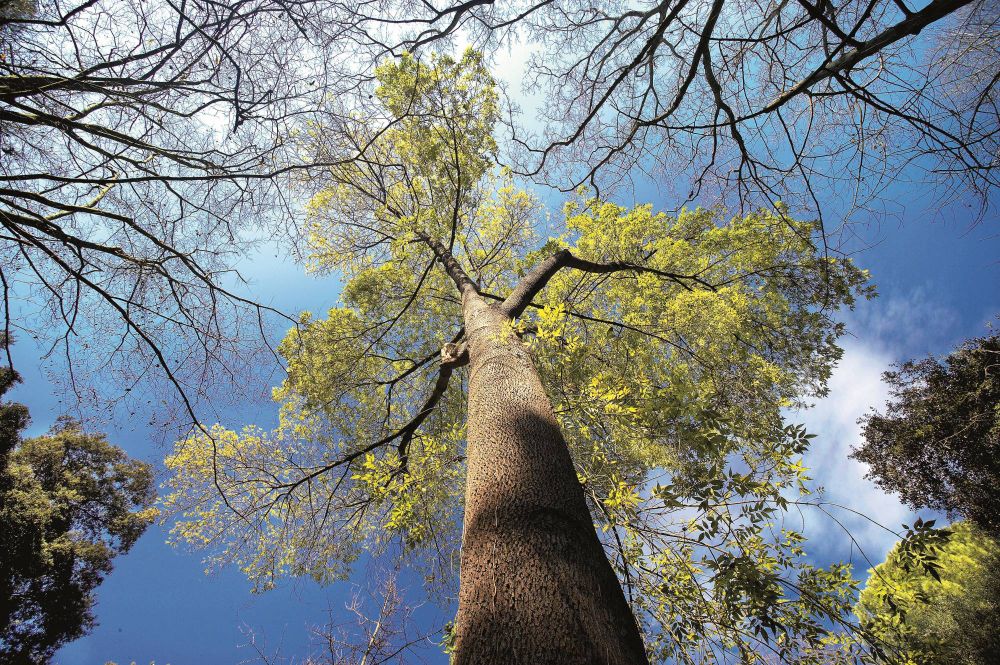 Freixe de fulla estreta ( Fraxinus angustifolia ). Imatge d' Ernest costa/MCNB