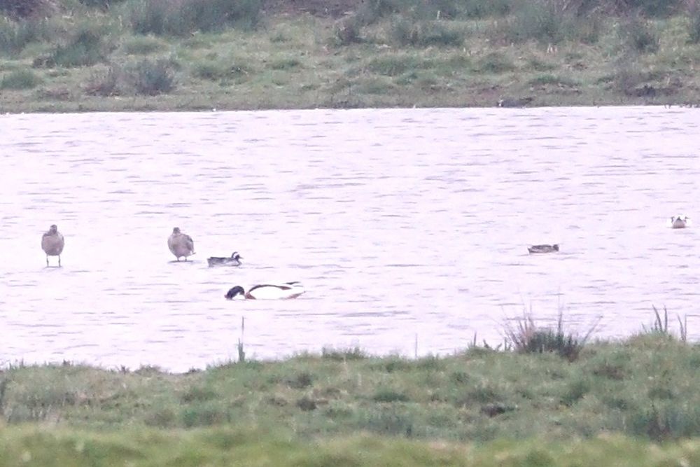 A distant male Garganey swimming away with Curlew. Shelduck & Shoveler on water at Exminster Marshes RSPB 