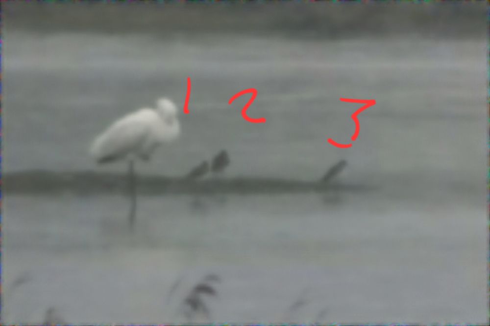 Poor shot of 3 Wood Sandpipers and a sleeping Spoonbill