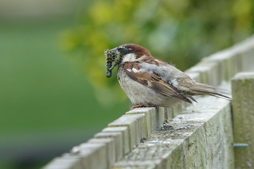 Male House Sparrow sat on a fence facing left with a beakful of sawfly larvae