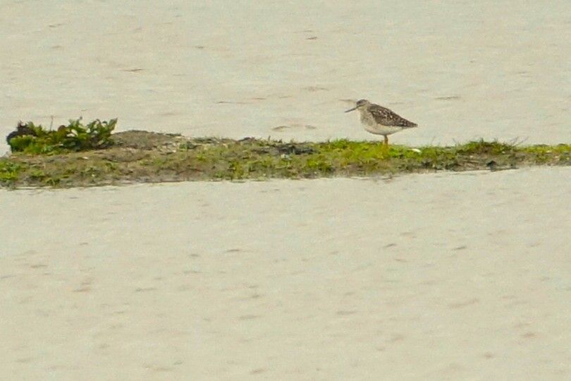 Wood Sandpiper stood on small island at Exminster Marshes RSPB