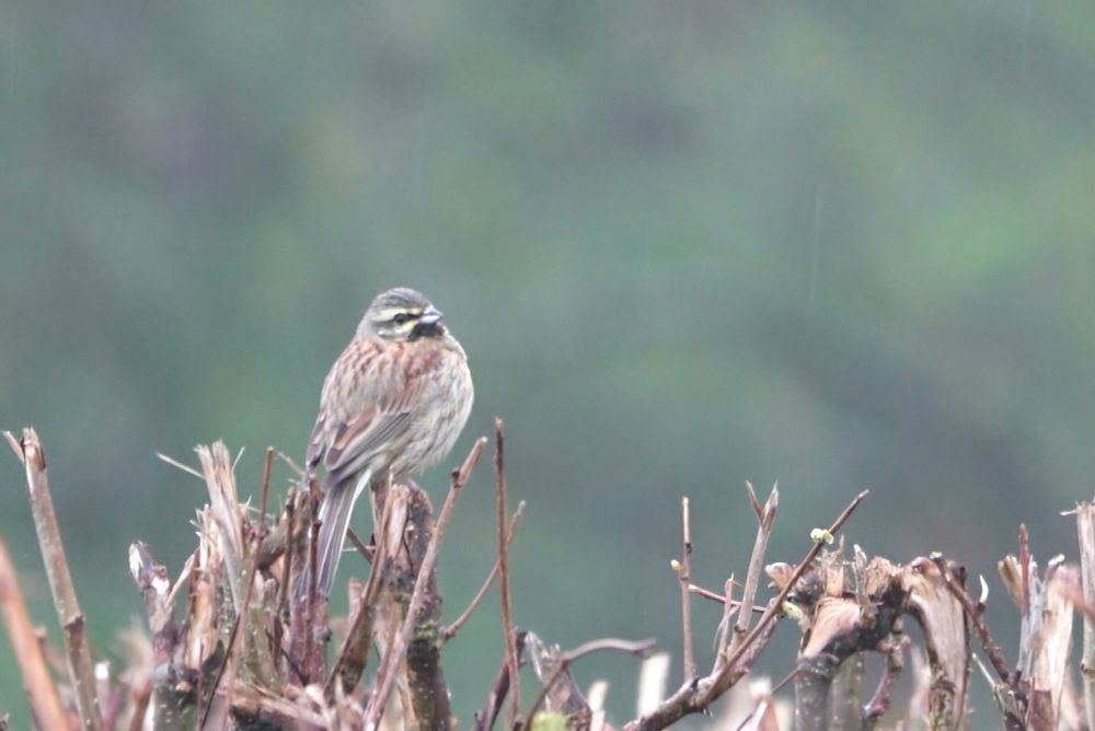 Male Cirl Bunting sat on top of bare hedge against a green background 