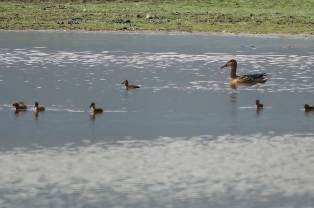 A female Shoveler with a brood of very small young swimming on shallow water with short grass in the background 
