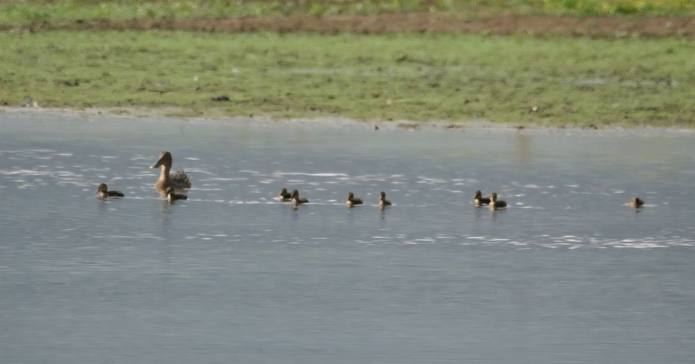 A female Shoveler with a brood of small young swimming on shallow water with green grass in the background 
