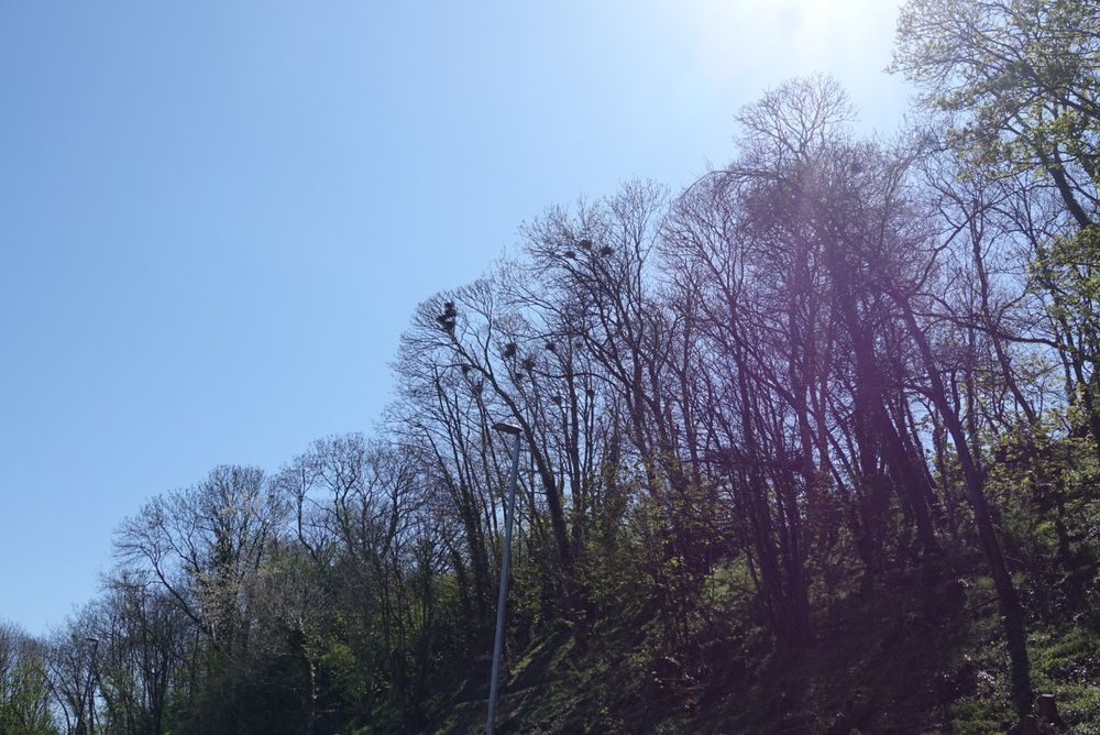 The bare tree canopy at Wracombe Farm woods, showing occupied Rook nests