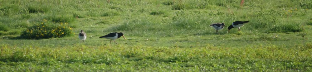 Pair of Oystercatchers plus two well-grown chicks June 2025