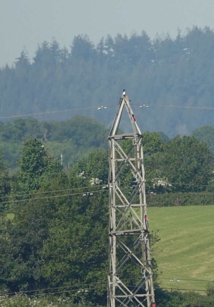 Distant view of male Shelduck sat on top of a pylon tower 