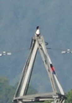 Zoomed in view of Shelduck sat on top of pylon tower