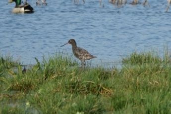 Summer plumage Spotted Redshank in lovely black plumage with silvery spots.