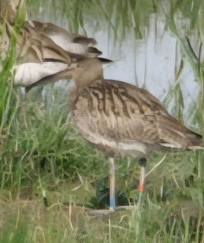 Colour-ringed Curlew RG at Exminster Marshes. Last seen exactly three months ago on 14 March. Presumably a failed breeder.