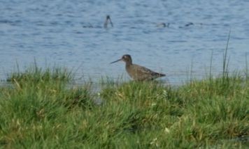Summer plumage Spotted Redshank, balck body with bright white eye crescents