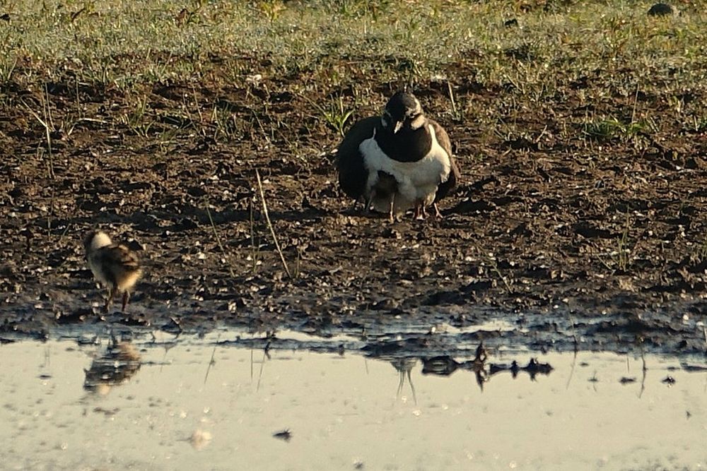 A Lapwing brooding three chicks, with their legs visible under her. The fourth chick is to the left on the edge of a shallow pool.